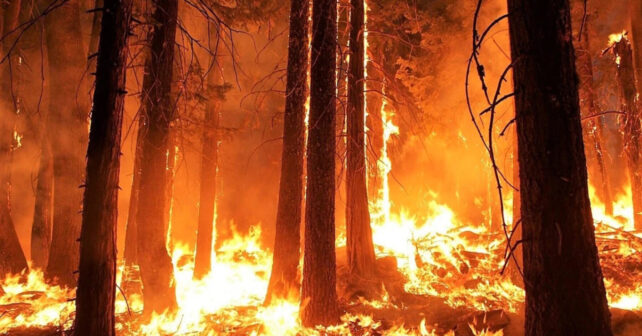 Los incendios forestales ponen en alerta a España con miles de hectáreas arrasadas