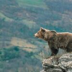 Les ours bruns trompent sur leur taille pour apparaître comme des rivaux plus puissants
