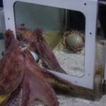 Les poulpes sont capables d'ouvrir des bocaux en verre de l'intérieur, de s'échapper d'aquariums fermés et d'apprendre des tours en observant d'autres de leur espèce, bien qu'ils soient des animaux complètement solitaires : la science explique pourquoi leur intelligence défie toute logique