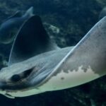 Les raies chauves-souris lancent une alarme chimique pour avertir les autres du danger : un signal que l'on pensait réservé aux poissons osseux