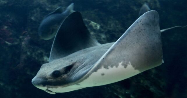 Raya murciélago (Myliobatis californica) nadando en un acuario, especie protagonista del estudio sobre señales químicas de alarma.