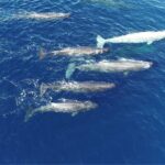 Les scientifiques découvrent que les cachalots vivant dans les eaux des îles Baléares développent un nouveau type de dialecte inconnu jusqu'à présent chez leur espèce