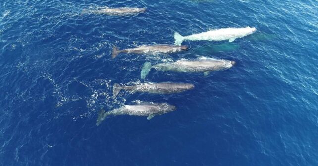 Científicos descubren que los cachalotes que viven en las aguas de Baleares están desarrollando un nuevo tipo de dialecto desconocido hasta ahora en su especie