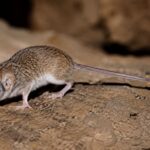 Les scientifiques sont toujours étonnés : ils découvrent en Australie une nouvelle espèce de marsupial aussi minuscule que féroce, qui pèse jusqu'à deux cuillères à soupe de sucre et dévore ses proies.