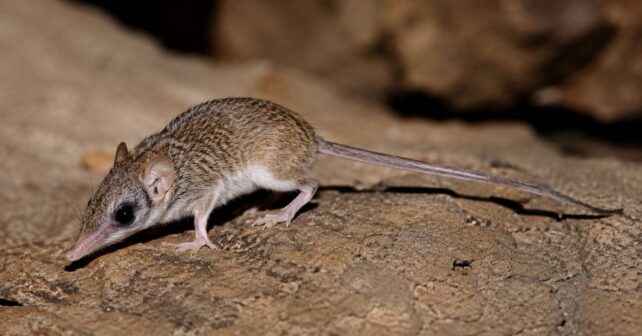 Los científicos no salen de su asombro: descubren en Australia una nueva especie de marsupial tan diminuta como feroz, que pesa como dos cucharadas de azúcar y devora a sus presas