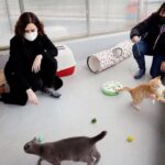 Les vétérinaires experts sont d'accord : si votre chat est particulièrement affectueux, ce n'est pas parce qu'il vous aime davantage mais parce qu'il a un niveau élevé de dépendance et a besoin de plus d'heures de jeu actif par jour.