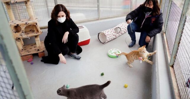 Los veterinarios expertos coinciden: si tu gato es especialmente cariñoso no es porque te quiera más sino que tiene un alto nivel de dependencia y necesita más horas de juego activo al día