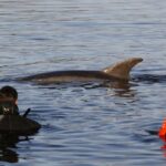 Manoliño' et d'autres dauphins qui s'approchent des gens par pure solitude : une amitié insolite qui peut coûter très cher