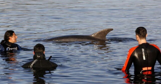 El delfín solitario Manoliño nada junto a varias personas en aguas de Galicia durante una interacción con humanos.