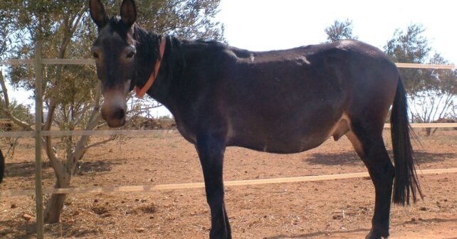 Ni mulo ni burro: la inmensa mayoría no sabe cómo se llama realmente la cría del cruce entre asno y yegua