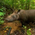 Opération urgente dans la jungle de Bornéo pour capturer le seul rhinocéros détecté dans la zone depuis des années et ainsi éviter une extinction imminente