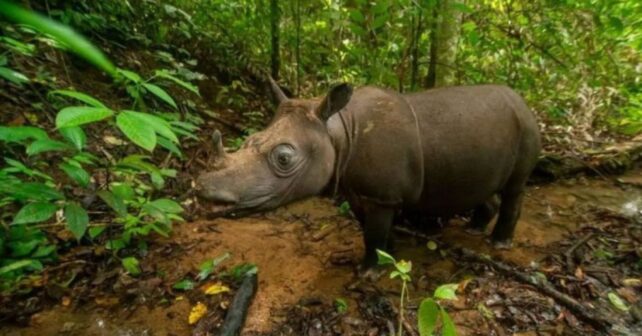 Operación urgente en la selva de Borneo para capturar al único rinoceronte detectado en años en la zona y evitar así una extinción inminente