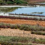 Patrimoine mondial de Doñana en péril : l'aquifère, Aznalcóllar et le changement climatique aggravent la situation