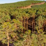 Pendant des siècles, les voisins ont utilisé une tradition médiévale pour prendre soin de la forêt ; Aujourd'hui, c'est la plus grande forêt de pins d'Espagne avec plus de 100 000 hectares et elle n'a pas brûlé depuis des décennies.
