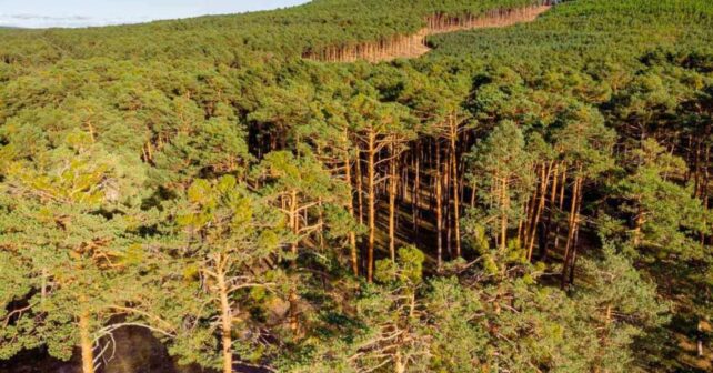 Durante siglos los vecinos utilizaron una tradición medieval para cuidar el bosque; hoy es el mayor pinar de España con más de 100.000 hectáreas y lleva décadas sin arder