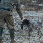 SEO BirdLife met en garde contre le déclin du gibier à plumes en Espagne et demande de revoir les autorisations de chasse