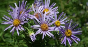 Ejemplar de la Estrella de los Pirineos (Aster pyrenaeus), una planta en peligro de extinción que sobrevive en los Picos de Europa, Asturias.