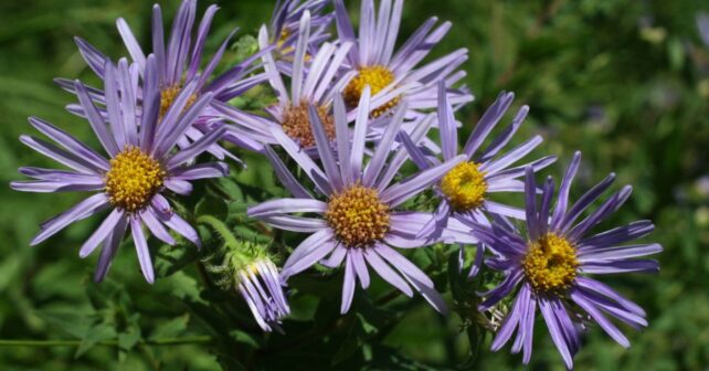 Ejemplar de la Estrella de los Pirineos (Aster pyrenaeus), una planta en peligro de extinción que sobrevive en los Picos de Europa, Asturias.