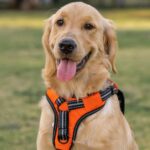 Un harnais intelligent surveille la santé des chiens en temps réel et les alerte d'éventuels problèmes