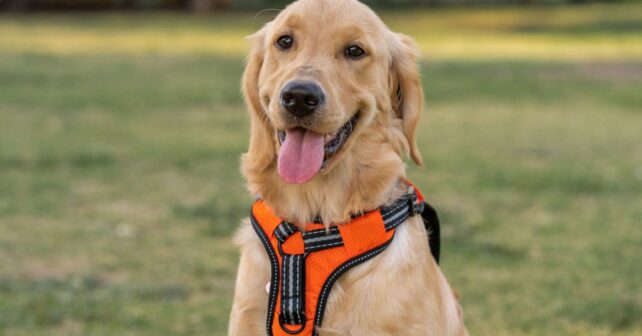 Un arnés inteligente vigila la salud de los perros en tiempo real y alerta de posibles problemas