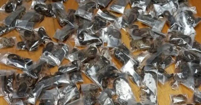 150 escorpiones venenosos vivos incautados por la Policía de Sudáfrica en el aeropuerto de Ciudad del Cabo