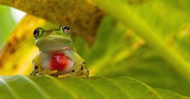 Cette grenouille de verre laisse voir son cœur battre à travers sa peau et fascine les biologistes