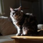 Combien coûte réellement un chat maine coon aujourdʼhui : les prix ont littéralement explosé