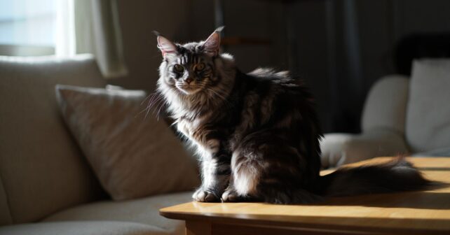 Combien coûte réellement un chat maine coon aujourdʼhui : les prix ont littéralement explosé