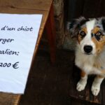 Combien coûte vraiment un berger australien chez un éleveur : le prix surprend beaucoup de gens