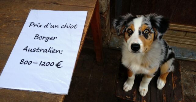 Combien coûte vraiment un berger australien chez un éleveur : le prix surprend beaucoup de gens