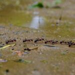 Comment les fourmis retrouvent-elles leur chemin même après un orage ? Le mécanisme surprend les chercheurs