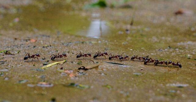 Comment les fourmis retrouvent-elles leur chemin même après un orage ? Le mécanisme surprend les chercheurs