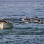 Des centaines de dauphins encerclent un bateau au large : des images qui fascinent les scientifiques