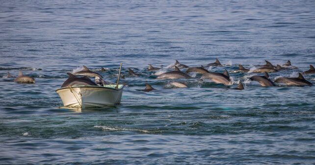 Des centaines de dauphins encerclent un bateau au large : des images qui fascinent les scientifiques