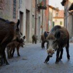 LʼItalie fait face à une invasion de sangliers sans précédent et ne sait plus comment réagir