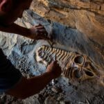 Le crâne intact dʼun reptile marin de 150 millions dʼannées dégagé dans une falaise : une découverte rarissime