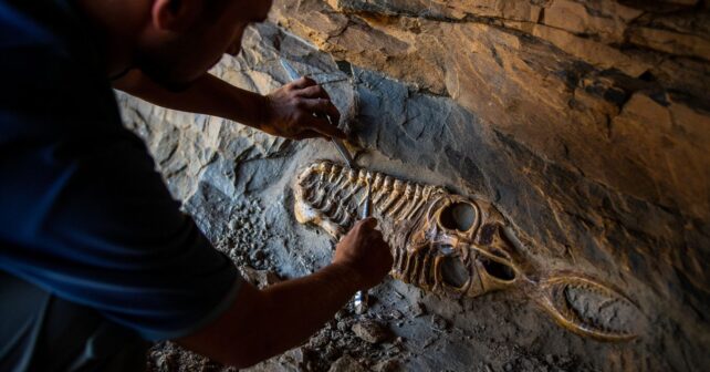 Le crâne intact dʼun reptile marin de 150 millions dʼannées dégagé dans une falaise : une découverte rarissime
