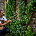 Le lierre que presque tout le monde arrache serait en réalité un allié précieux au jardin