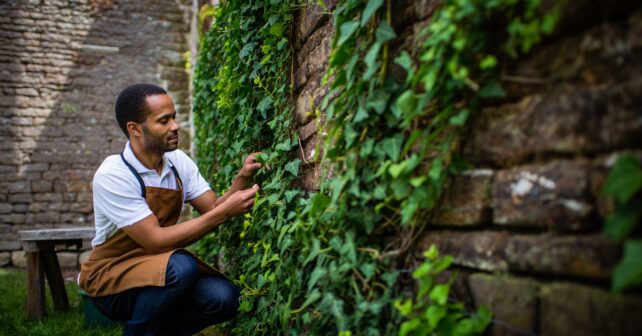 Le lierre que presque tout le monde arrache serait en réalité un allié précieux au jardin