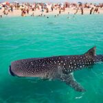 Le plus grand poisson du monde un requin-baleine filmé à quelques mètres dʼune plage bondée