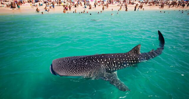 Le plus grand poisson du monde un requin-baleine filmé à quelques mètres dʼune plage bondée