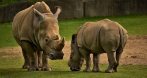 Le rhinocéros blanc du Nord nʼa plus que deux femelles sur Terre et aucune ne peut donner naissance