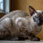 Les 5 chats les plus rares au monde et le prix quʼils peuvent atteindre