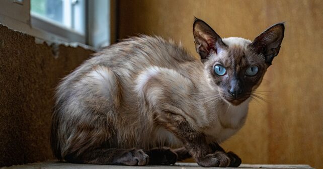 Les 5 chats les plus rares au monde et le prix quʼils peuvent atteindre
