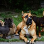 Les 5 races de chiens qui supportent le mieux la chaleur quand lʼété devient étouffant