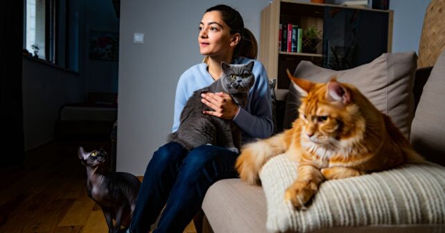 Les 6 races de chats les plus câlines : la première ne vous lâchera plus dʼune semelle