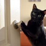 Les 7 races de chats les plus intelligentes : la première ouvre les portes toute seule
