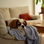 Les 7 races de chiens les plus calmes à la maison même dans un petit logement