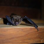 Les chauves-souris ne sʼaccrochent pas vraiment aux cheveux : la vérité derrière une peur très répandue
