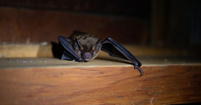 Les chauves-souris ne sʼaccrochent pas vraiment aux cheveux : la vérité derrière une peur très répandue